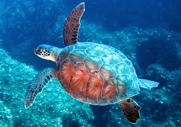 Marine Turtle